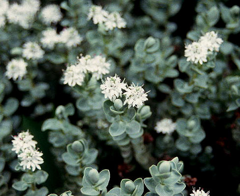 تره تیزک آبی - الهه جوانی